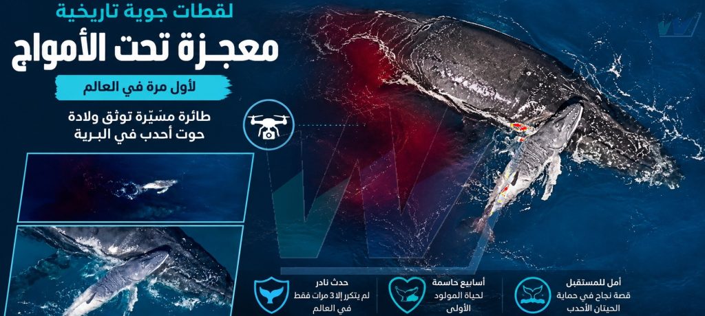 لحظة لا تتكرر إلا مرة واحدة في العمر... فوق مياه المحيط الهادئ