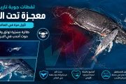 لحظة لا تتكرر إلا مرة واحدة في العمر... فوق مياه المحيط الهادئ